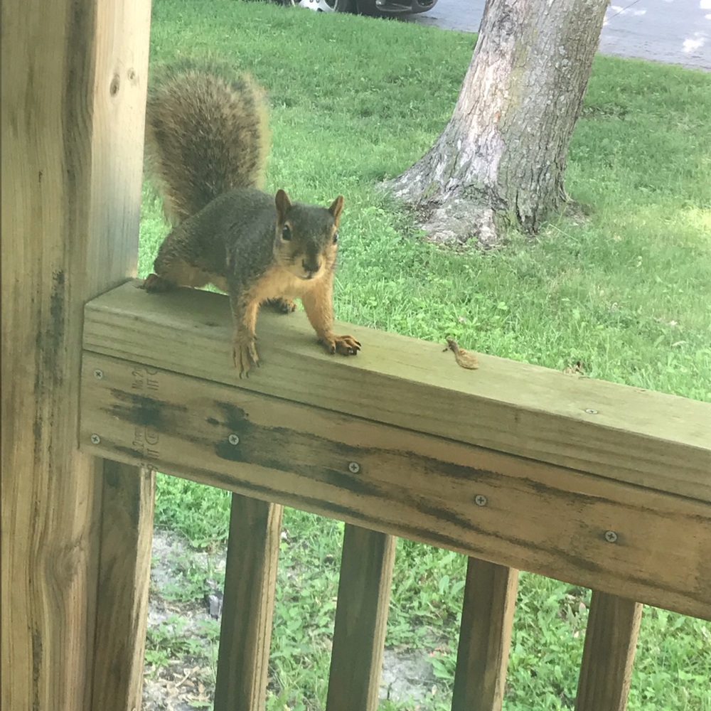 Meet your Posher, Barbra